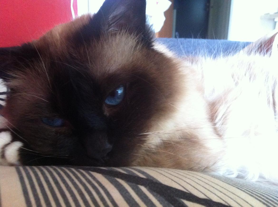 Hellig Birma Basil billede 12