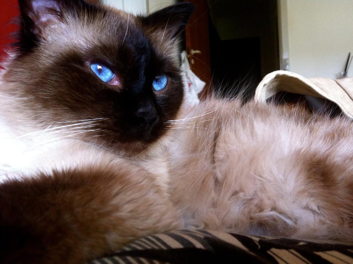 Hellig Birma Basil billede 13