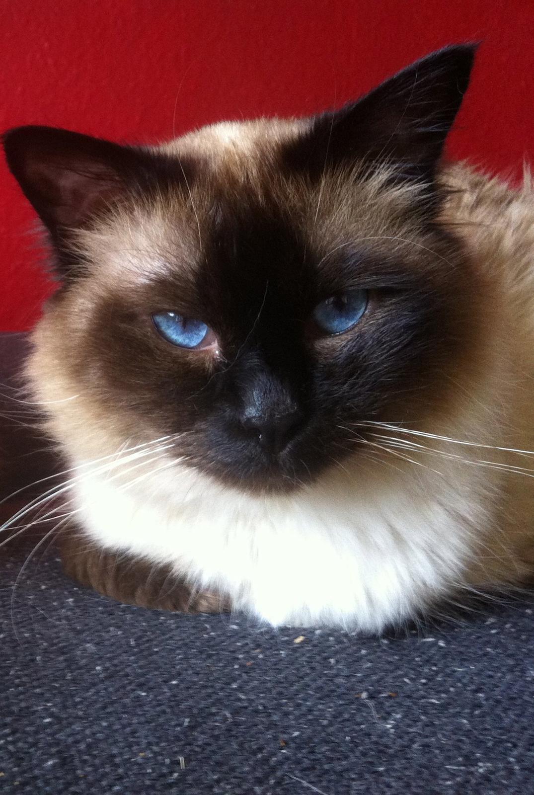 Hellig Birma Basil billede 7