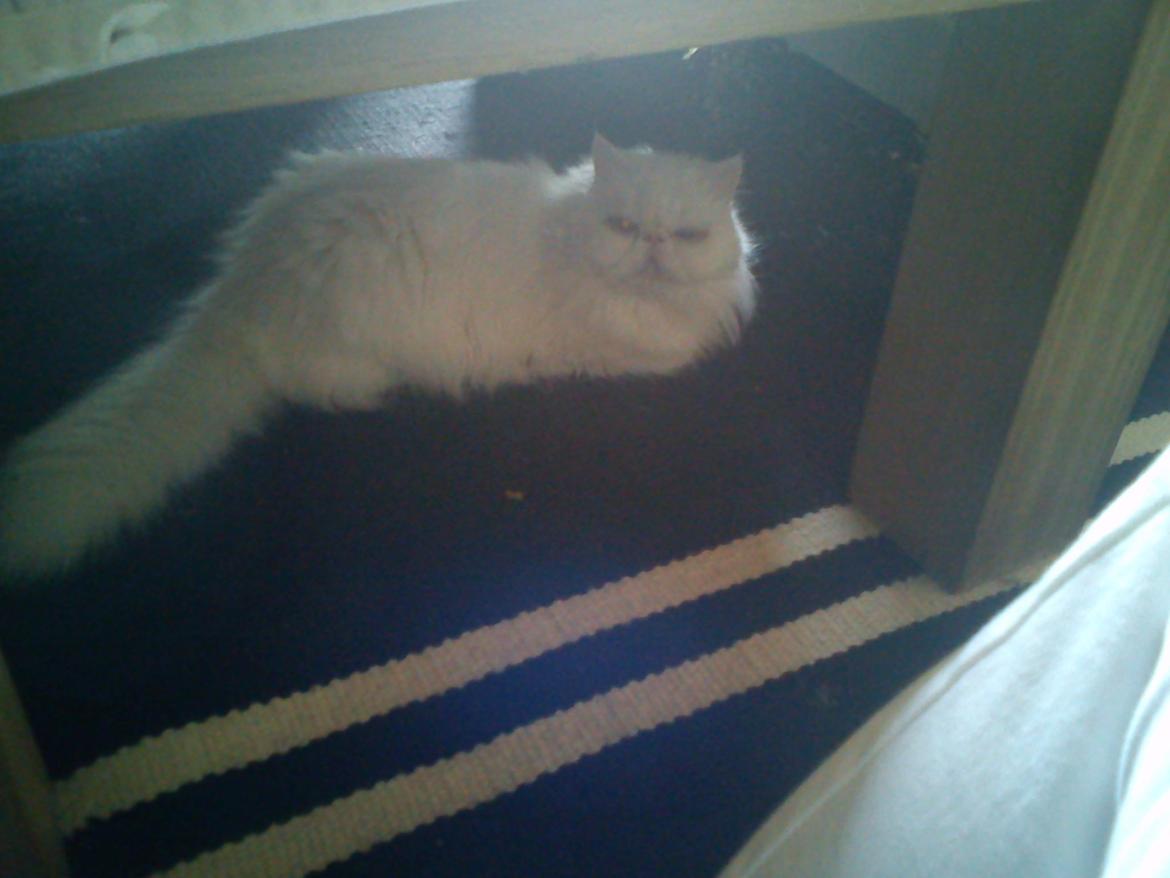 Perser Bonna´s Snow Jason † R.I.P. 2011 billede 10