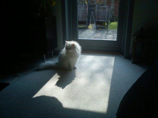 Perser Bonna´s Snow Jason † R.I.P. 2011 - jason sidder og nyder solen :-) billede 8