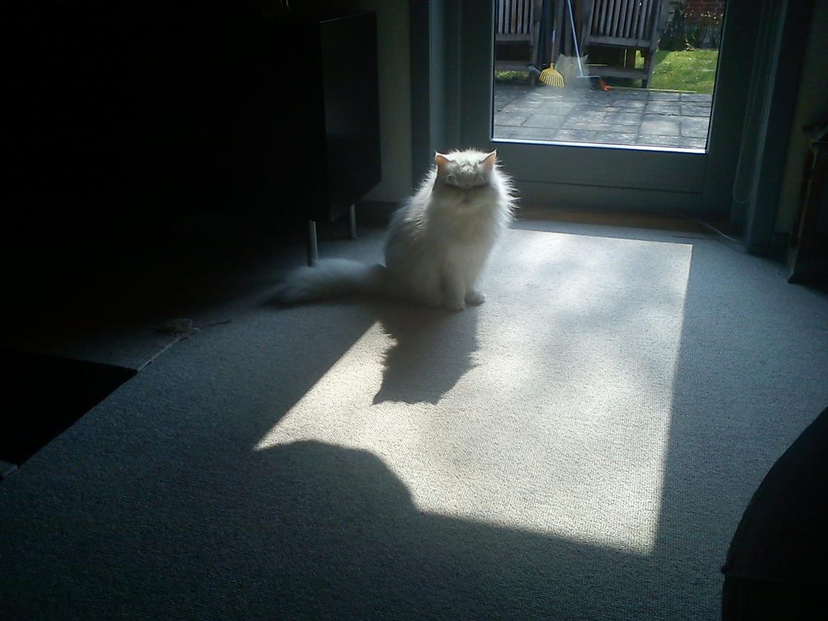 Perser Bonna´s Snow Jason † R.I.P. 2011 billede 9