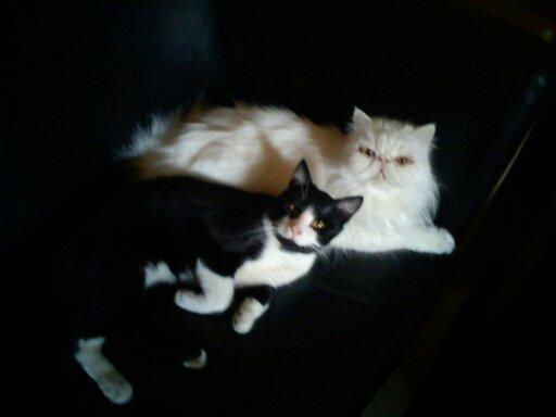 Perser Bonna´s Snow Jason † R.I.P. 2011 - jason og coke billede 6