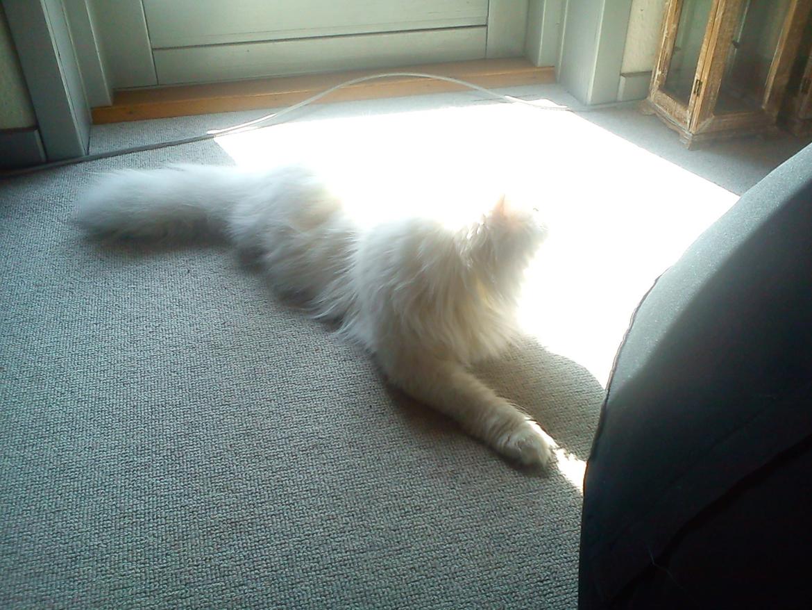 Perser Bonna´s Snow Jason † R.I.P. 2011 billede 12