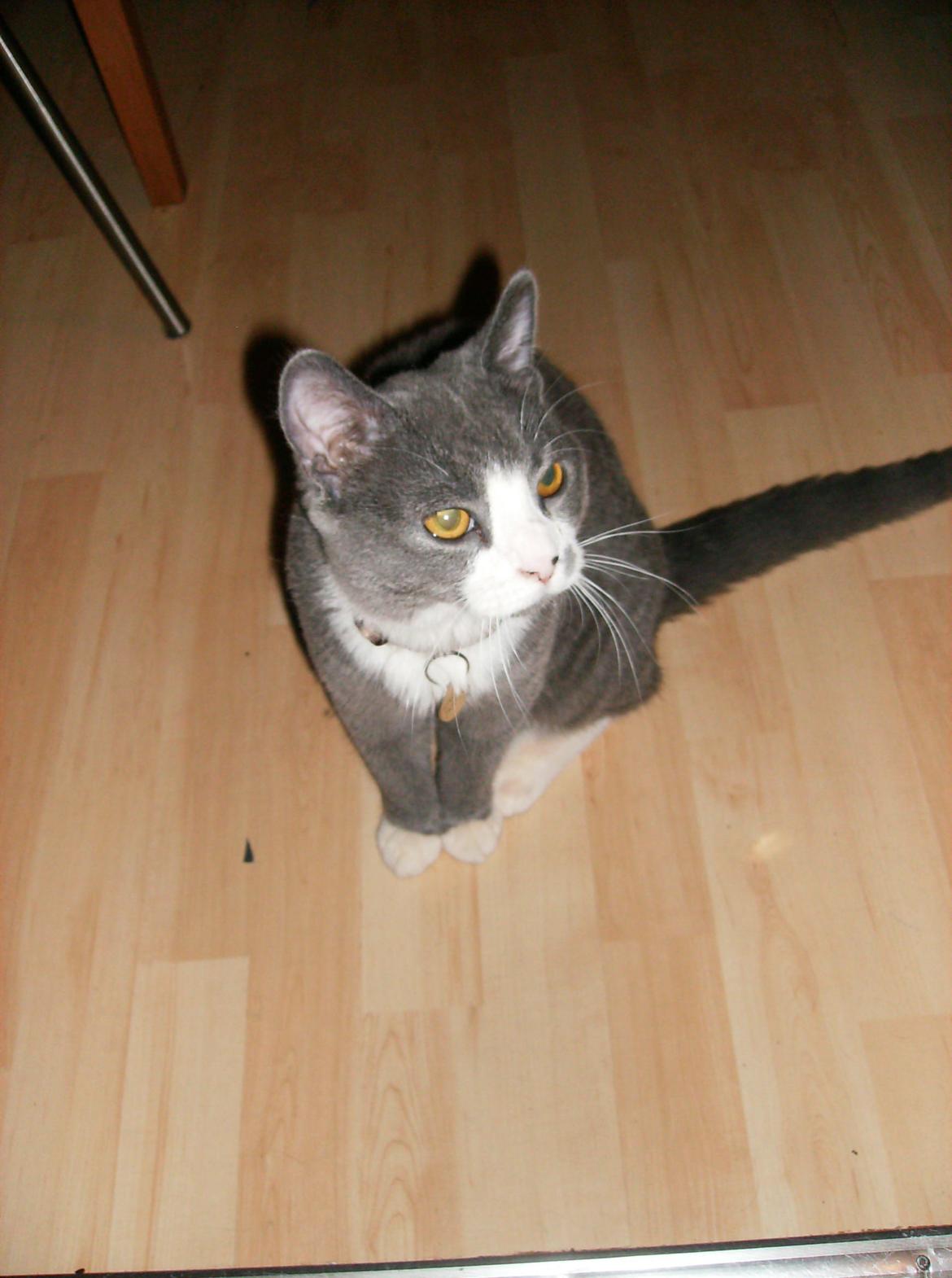 British Shorthair Jasper billede 17