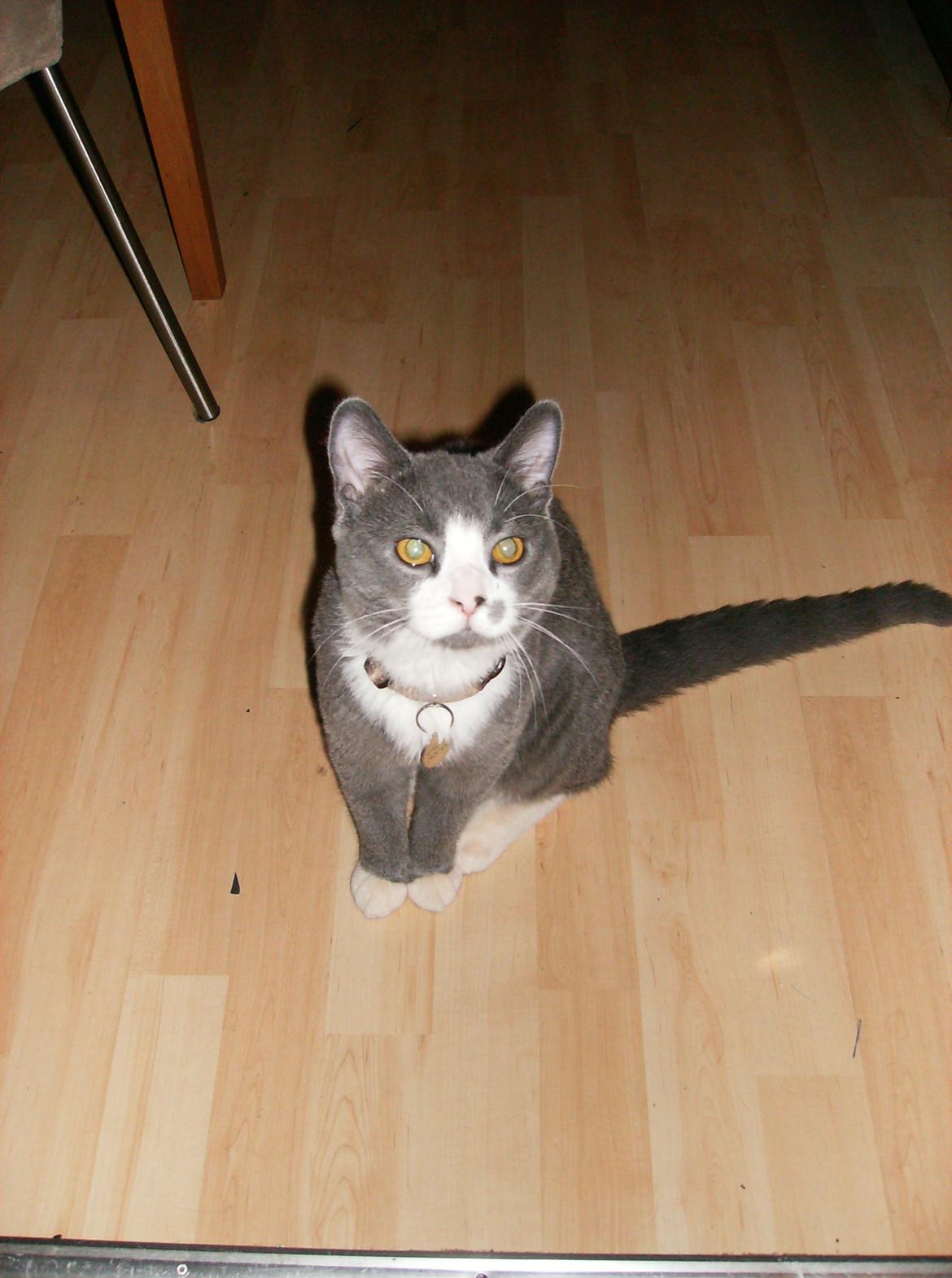 British Shorthair Jasper billede 18