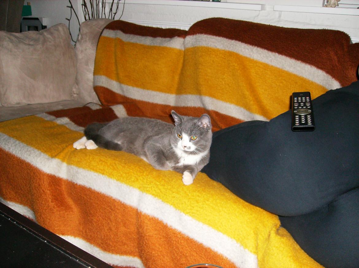 British Shorthair Jasper billede 19