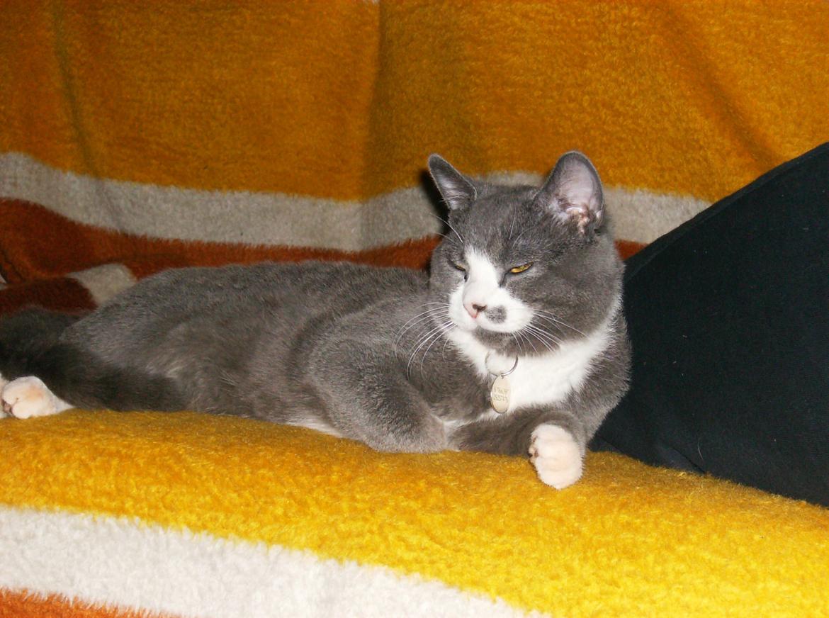 British Shorthair Jasper billede 20