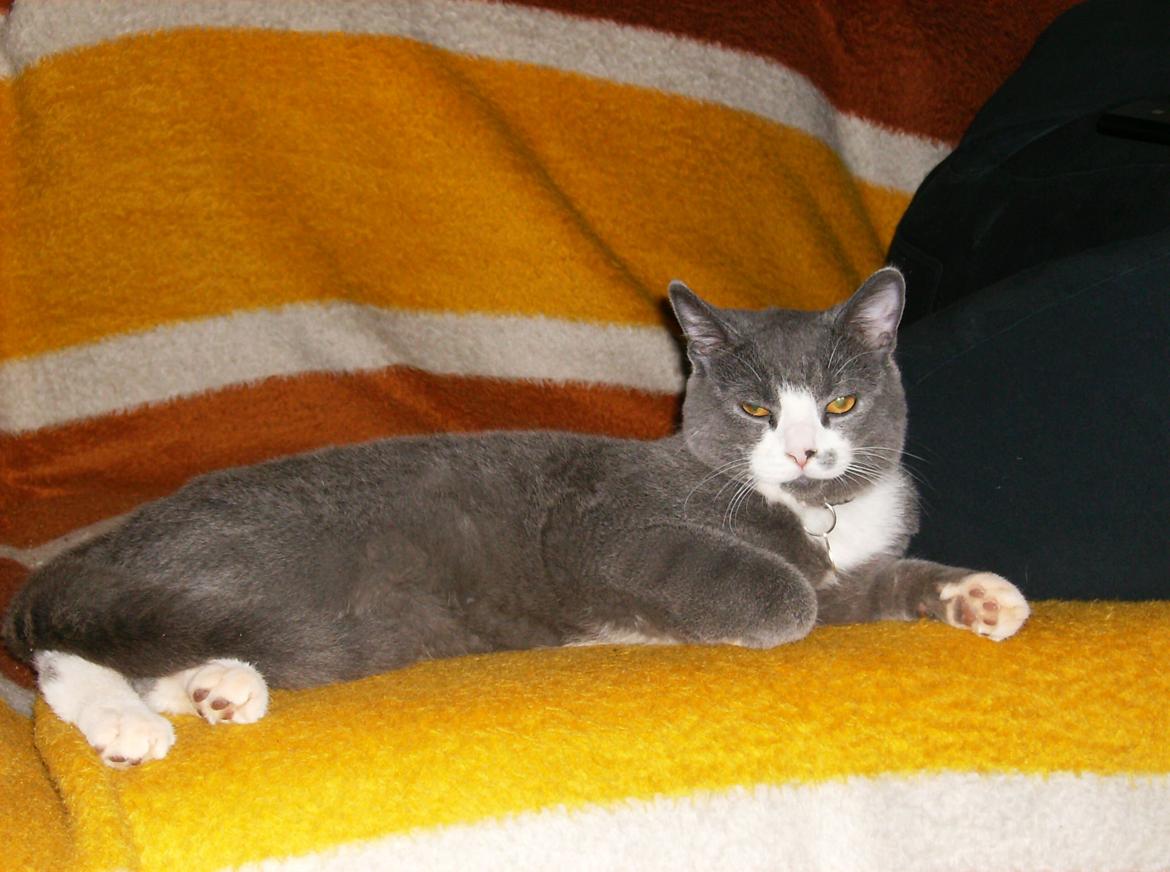 British Shorthair Jasper billede 21