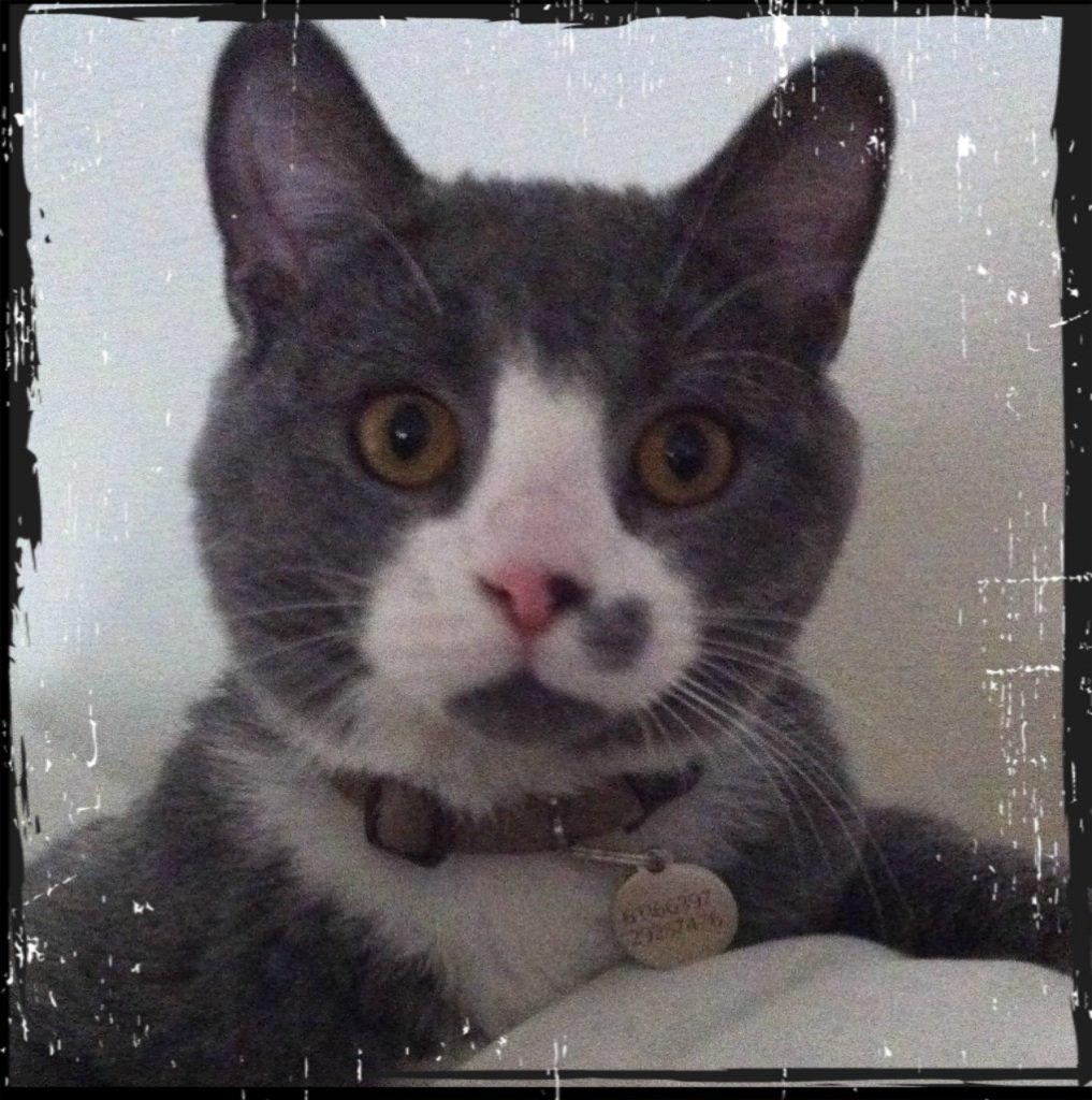 British Shorthair Jasper billede 22