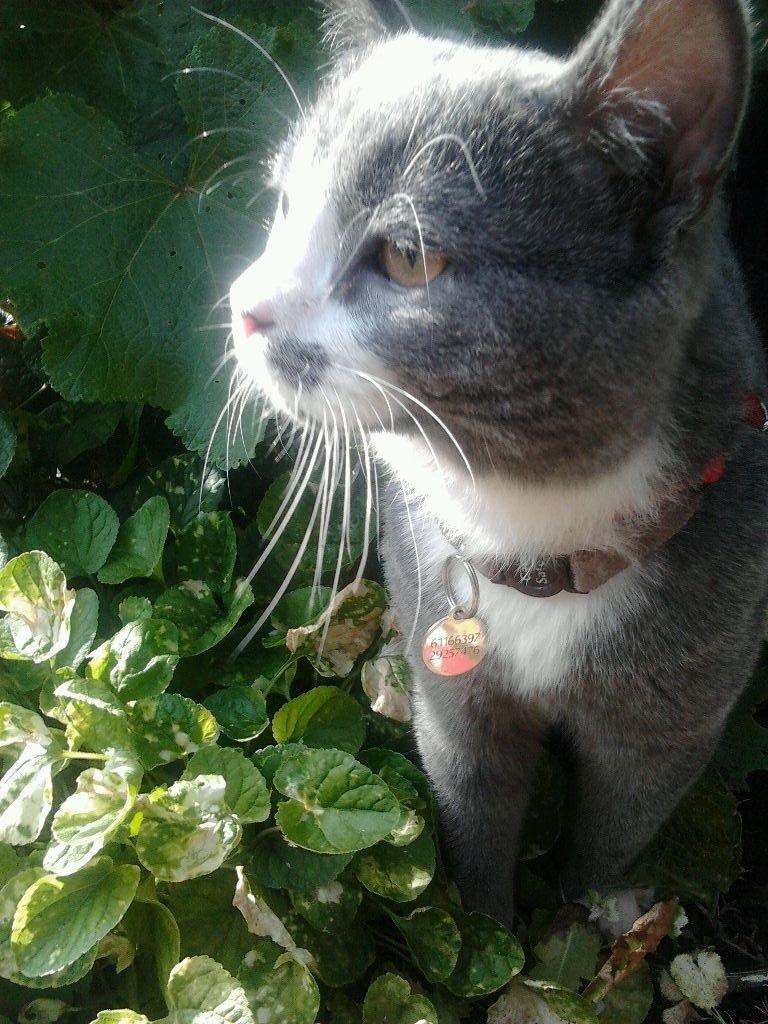 British Shorthair Jasper billede 23