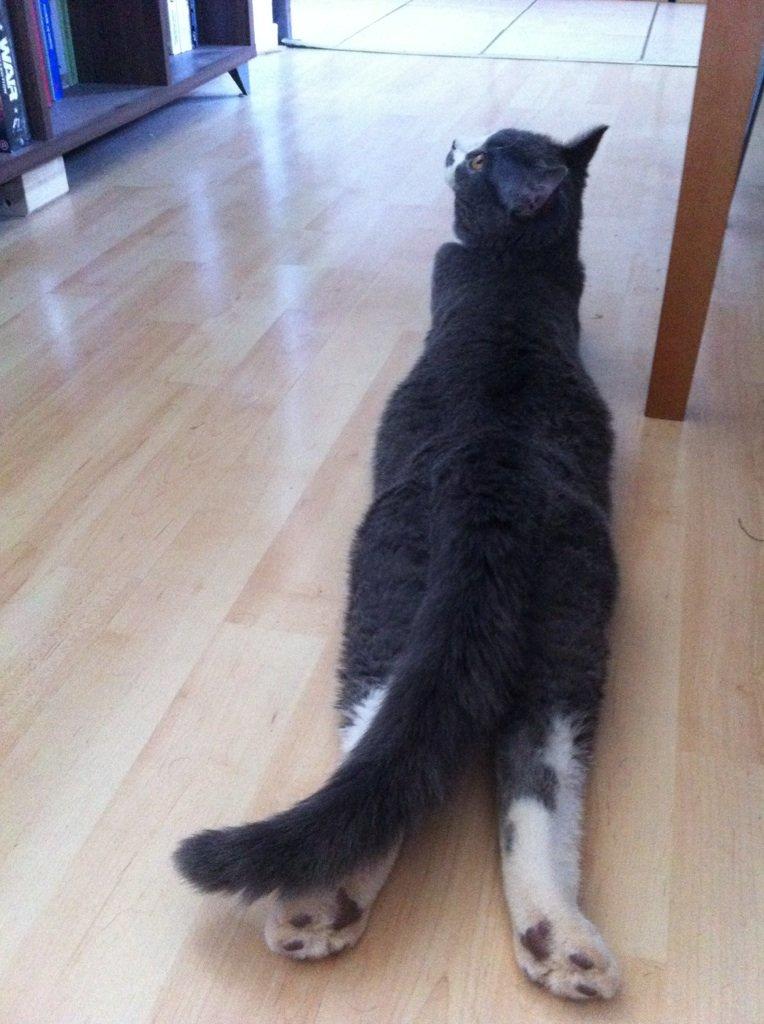 British Shorthair Jasper billede 24