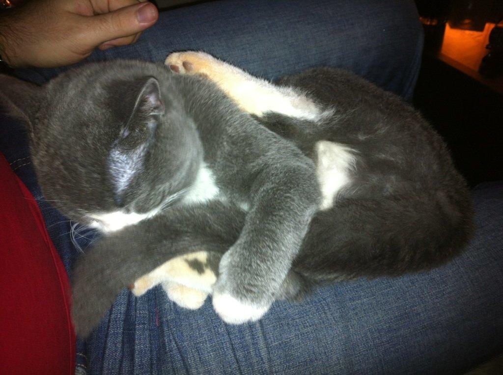 British Shorthair Jasper billede 25