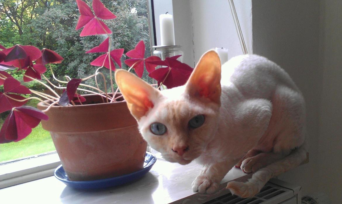 Devon Rex Don Diego billede 1