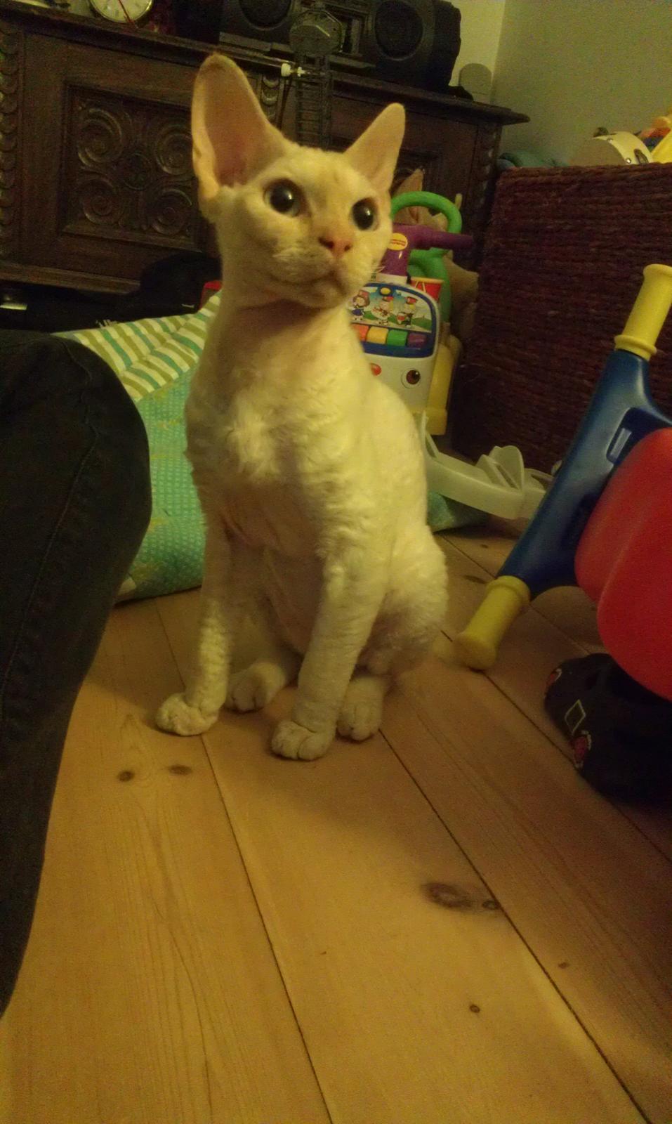 Devon Rex Don Diego billede 2