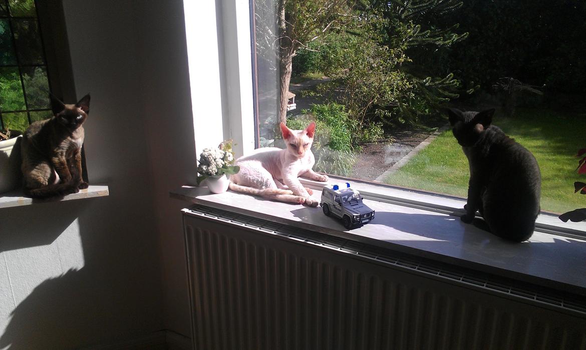 Devon Rex Don Diego billede 3