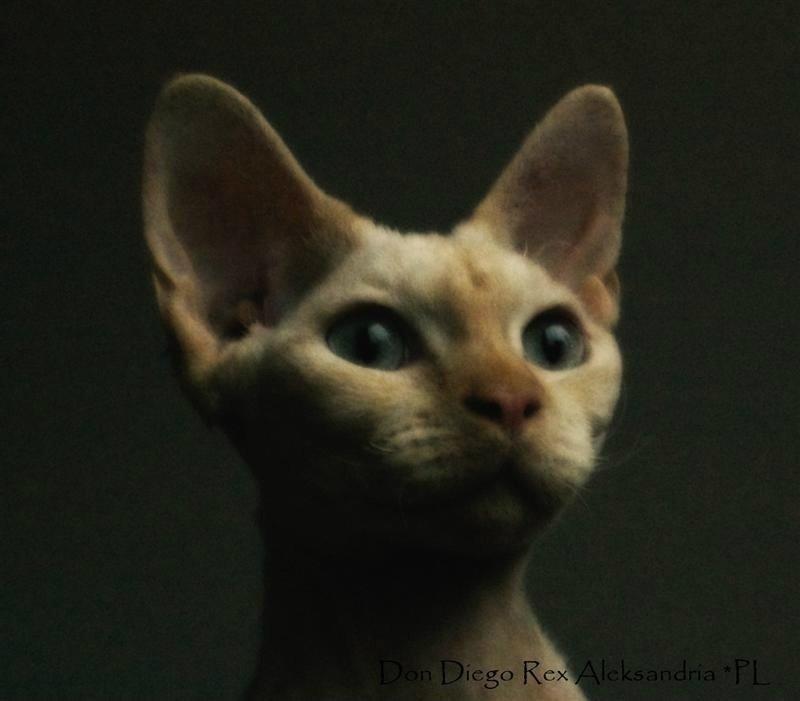 Devon Rex Don Diego billede 4