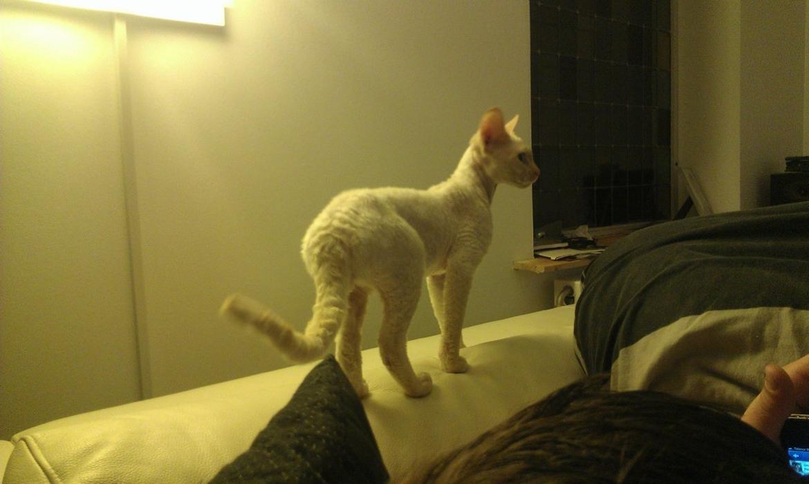 Devon Rex Don Diego billede 5