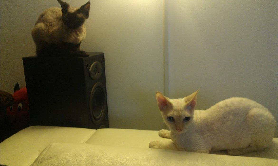 Devon Rex Don Diego billede 6