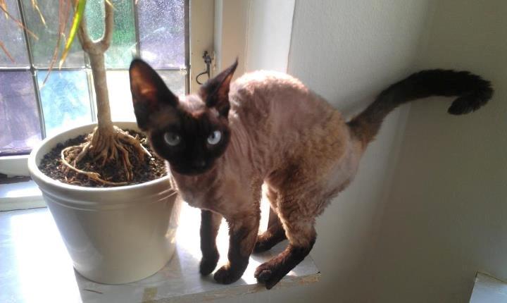 Devon Rex Bailey billede 1