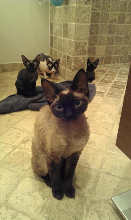 Devon Rex Bailey billede 9