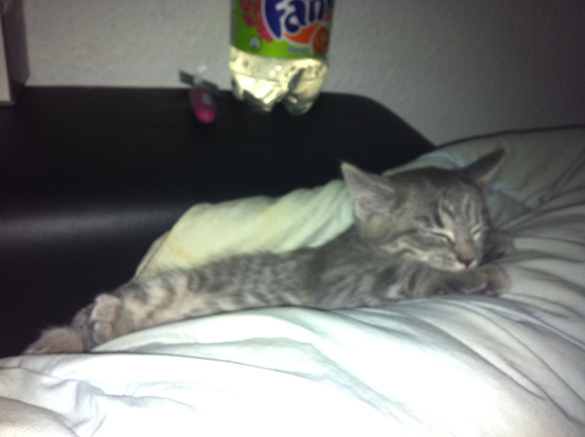 Blanding af racer Malou billede 1