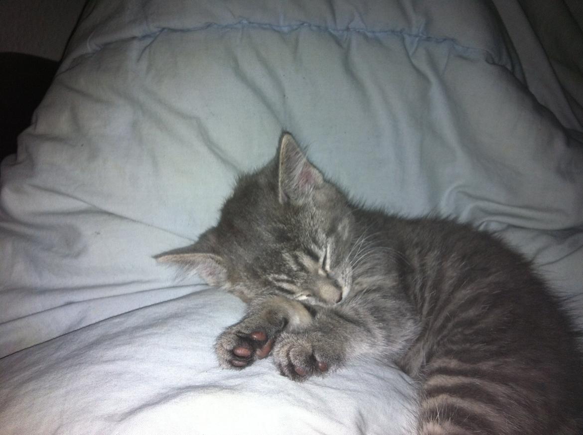 Blanding af racer Malou billede 2