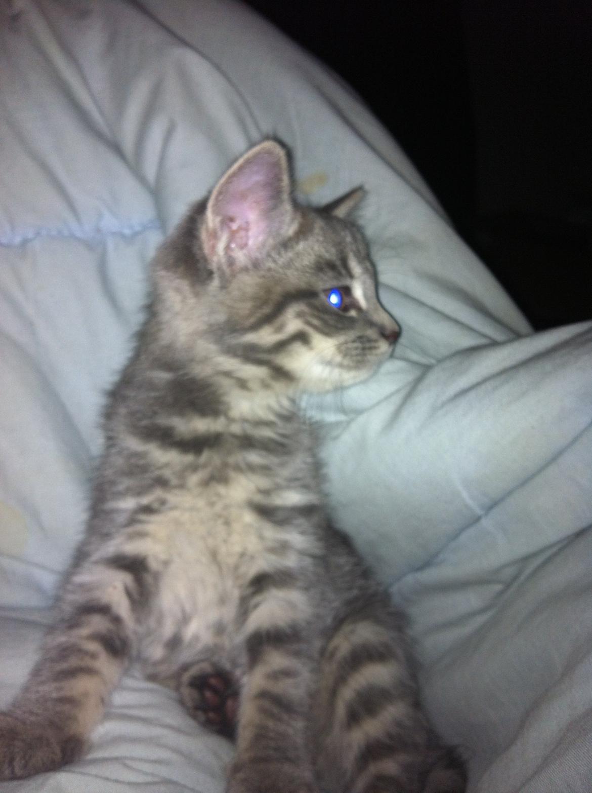 Blanding af racer Malou billede 3