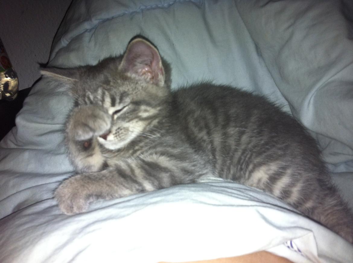 Blanding af racer Malou billede 4