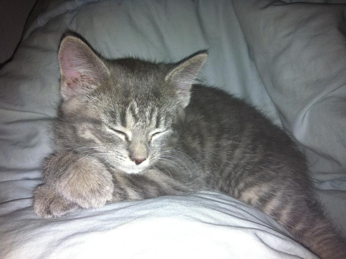 Blanding af racer Malou billede 5