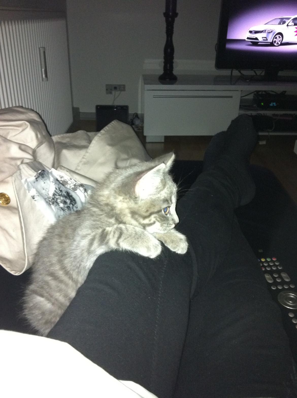 Blanding af racer Malou billede 6