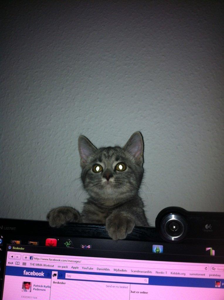 Blanding af racer Malou billede 7