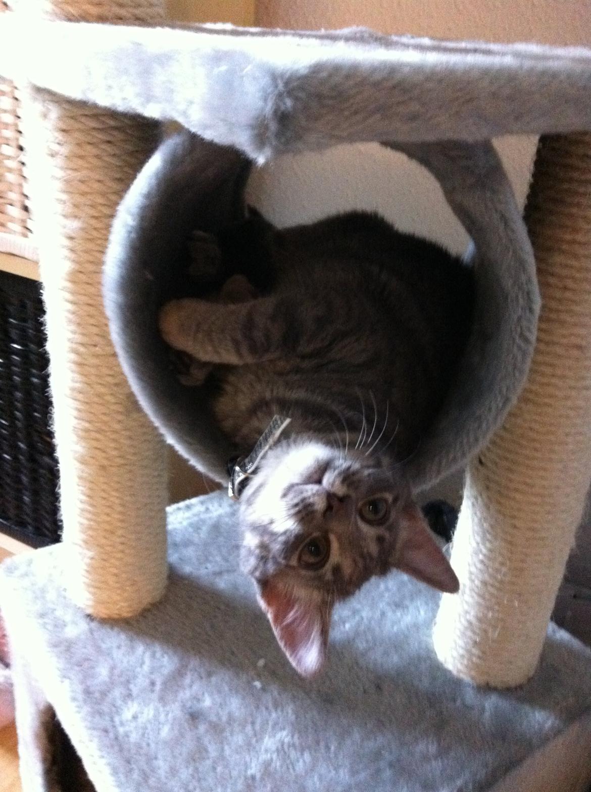 Blanding af racer Malou billede 8