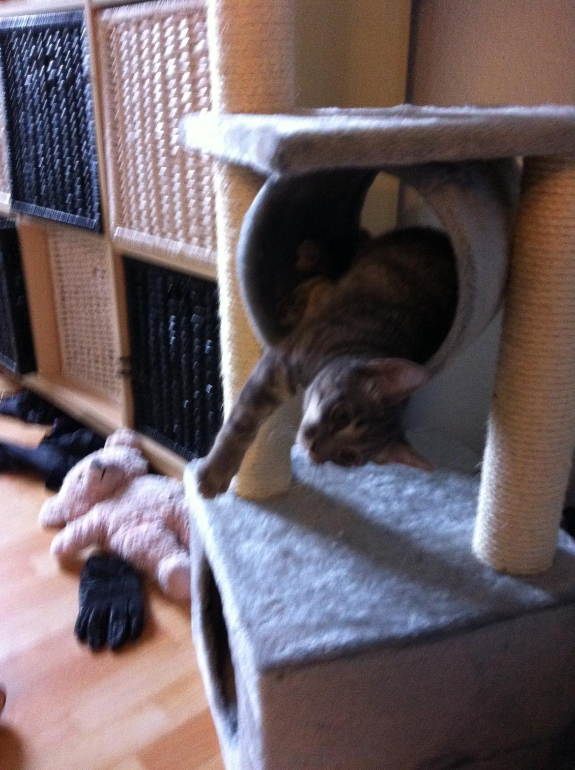 Blanding af racer Malou billede 9