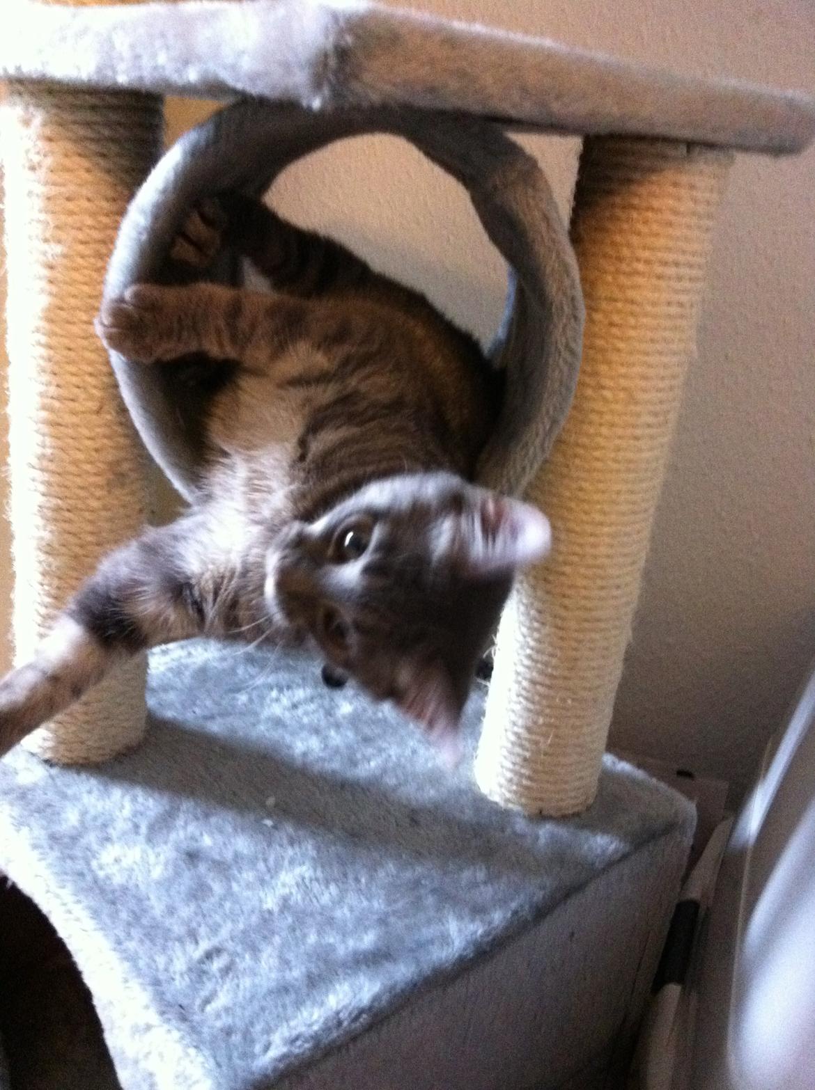 Blanding af racer Malou billede 10