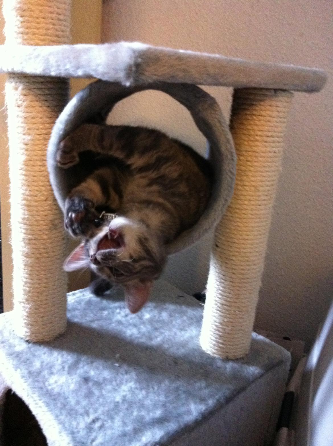 Blanding af racer Malou billede 11