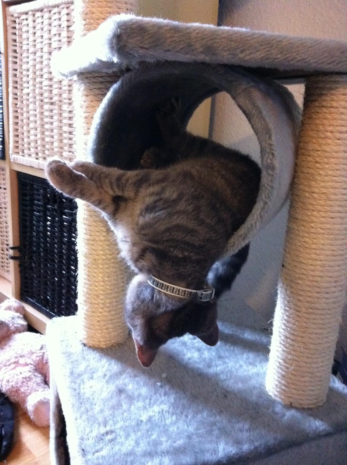 Blanding af racer Malou billede 12