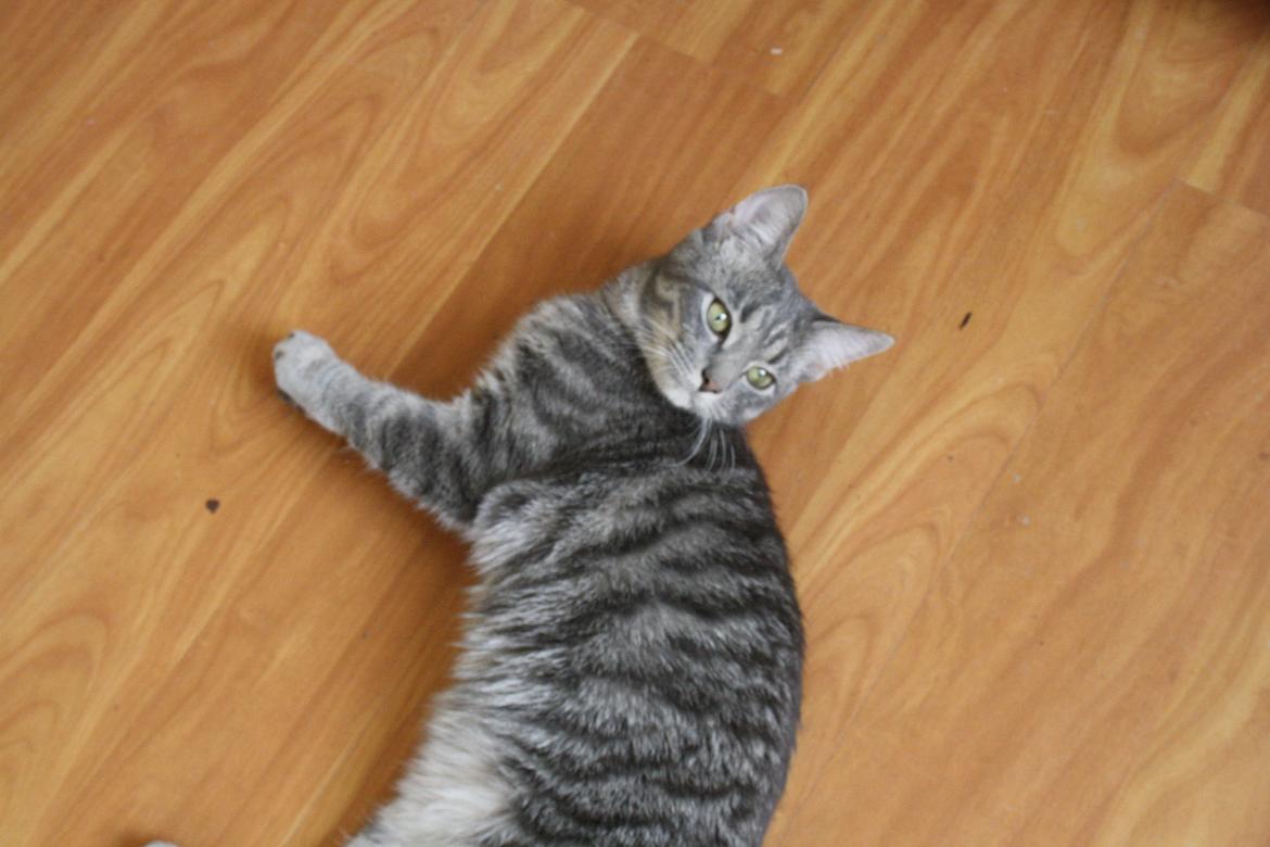 Blanding af racer Malou billede 13