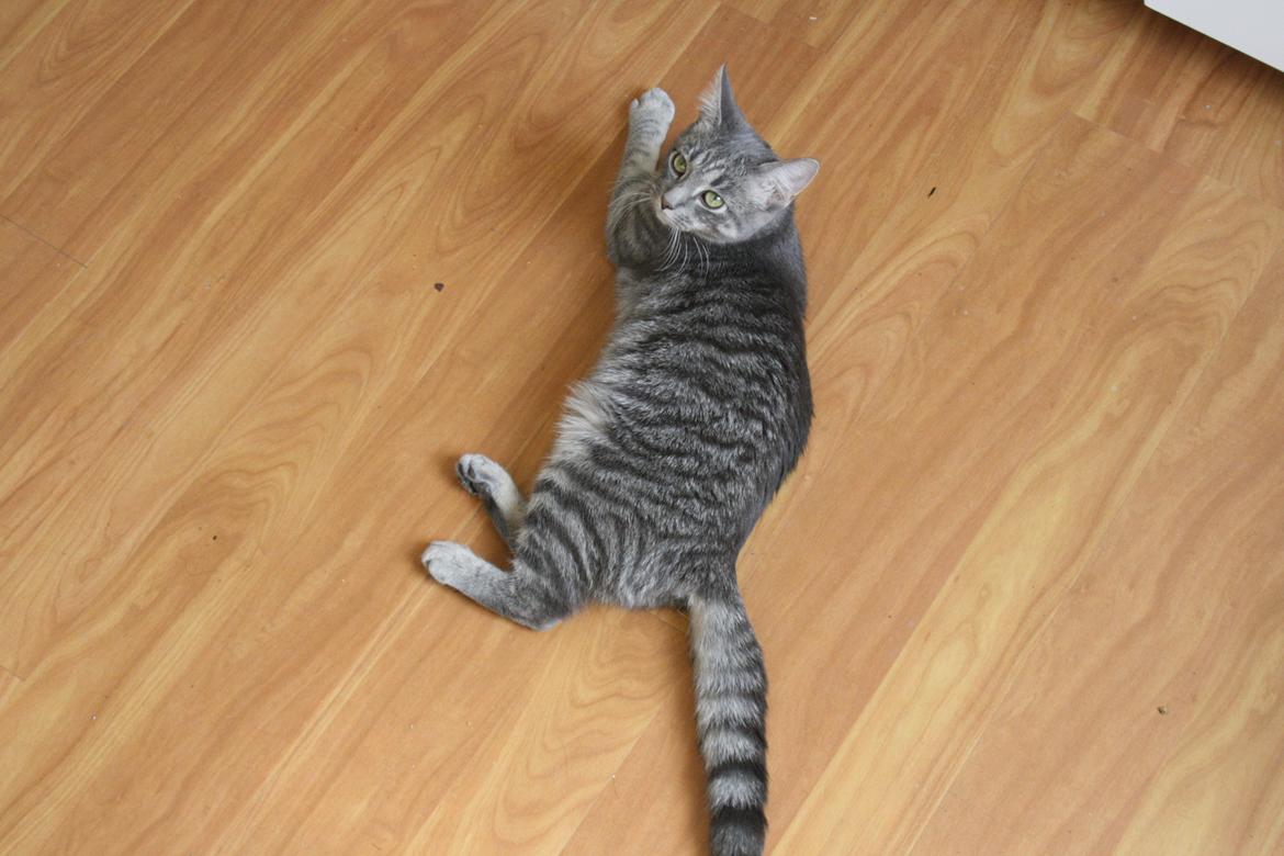 Blanding af racer Malou billede 14