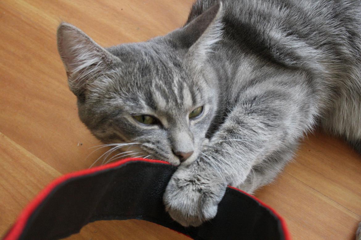 Blanding af racer Malou billede 15