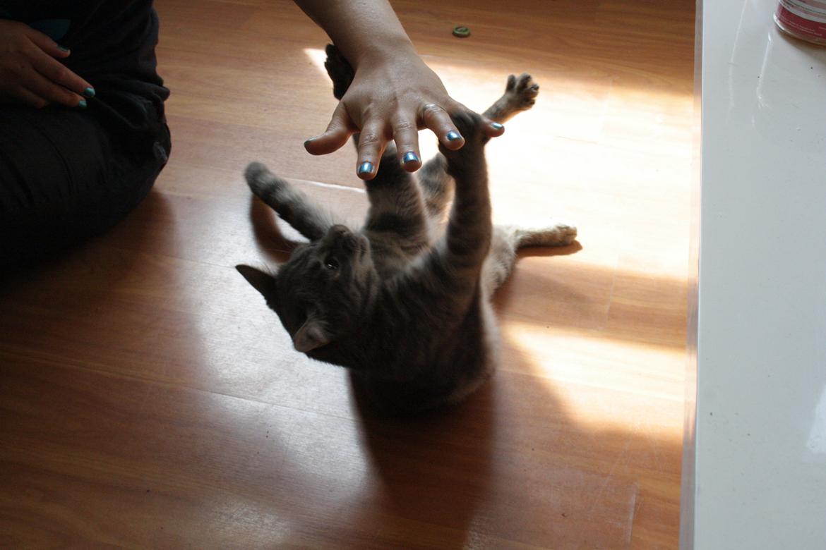 Blanding af racer Malou billede 17