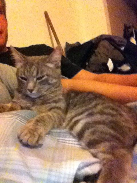 Blanding af racer Malou billede 18