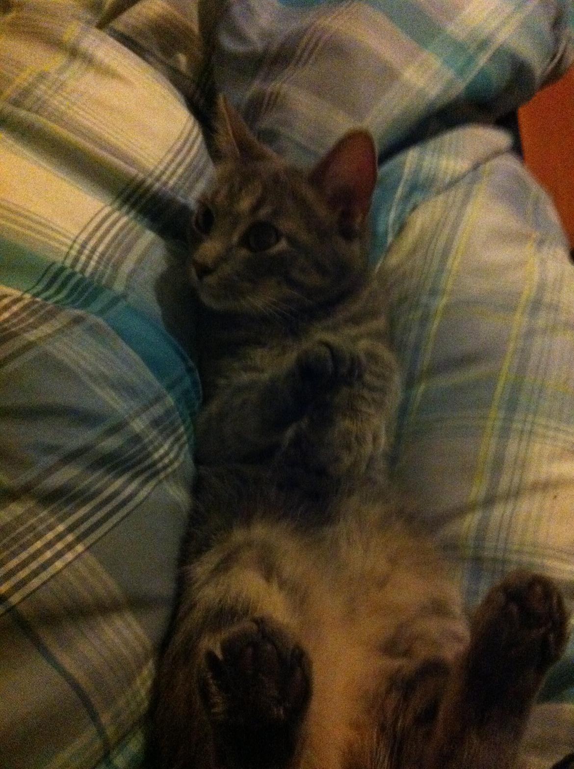 Blanding af racer Malou billede 19