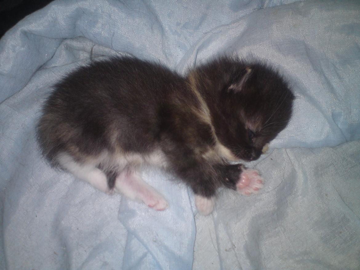 Huskat Taz - 7-6-12 billede 12