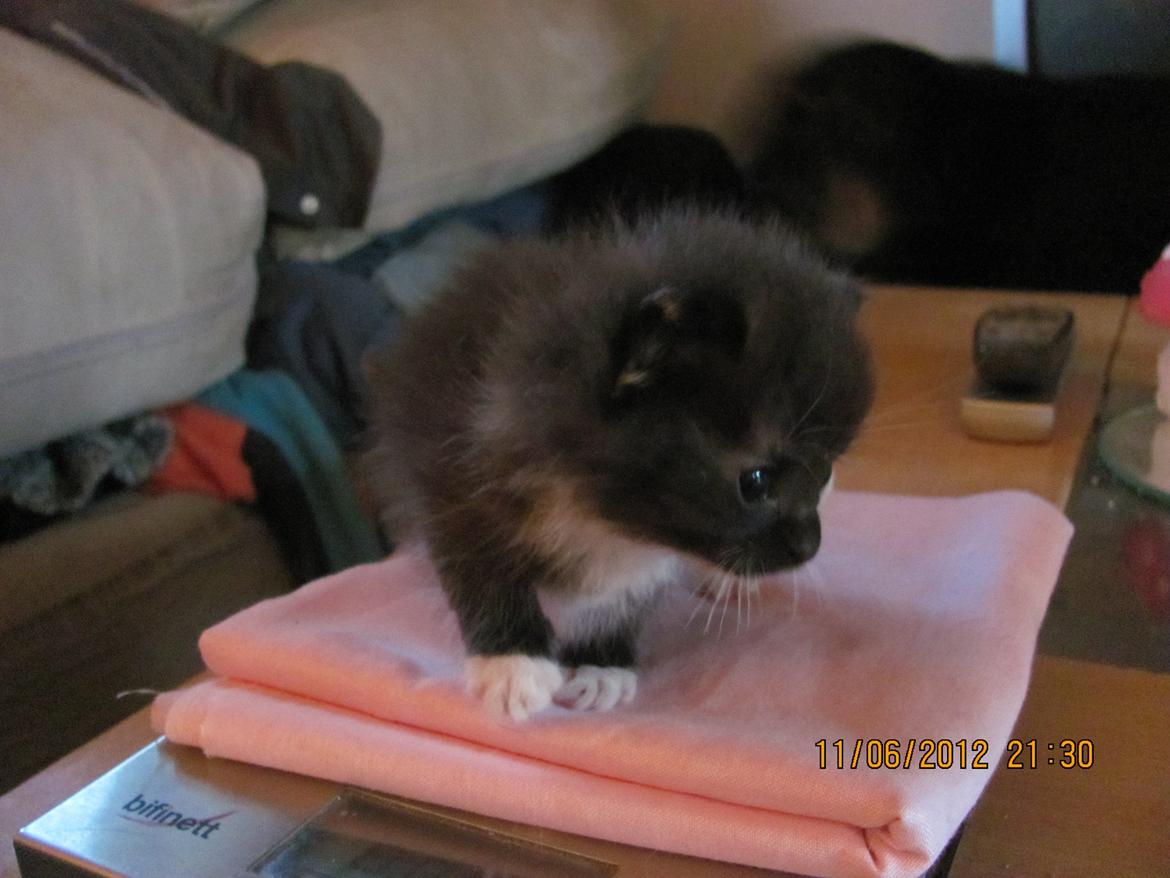 Huskat Taz billede 13