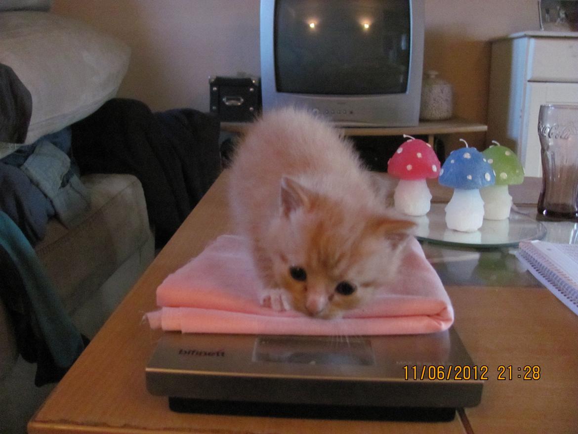 Huskat Cornelius R.I.P. billede 13