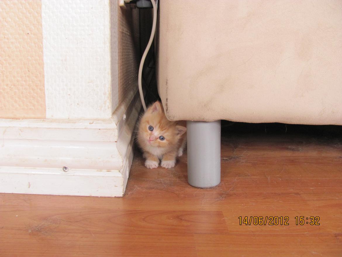 Huskat Cornelius R.I.P. billede 15