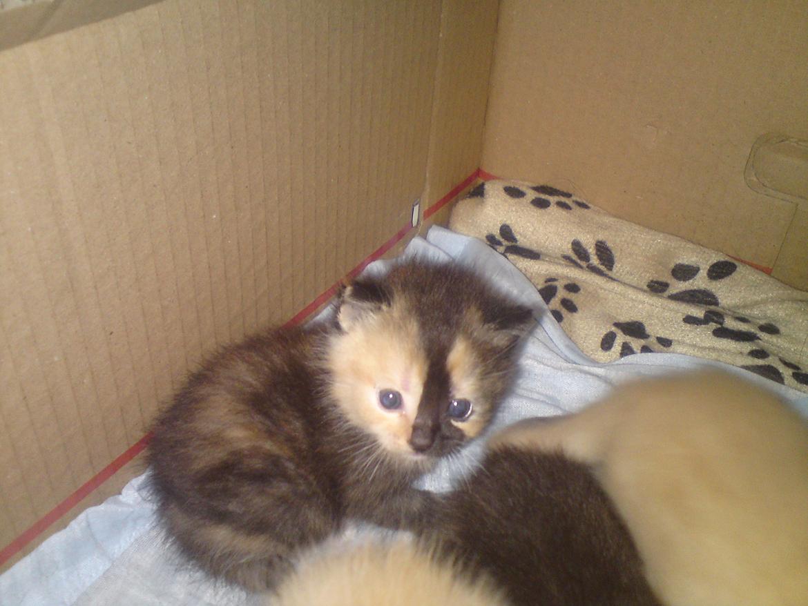 Huskat Maggie - 7-6-12 billede 15