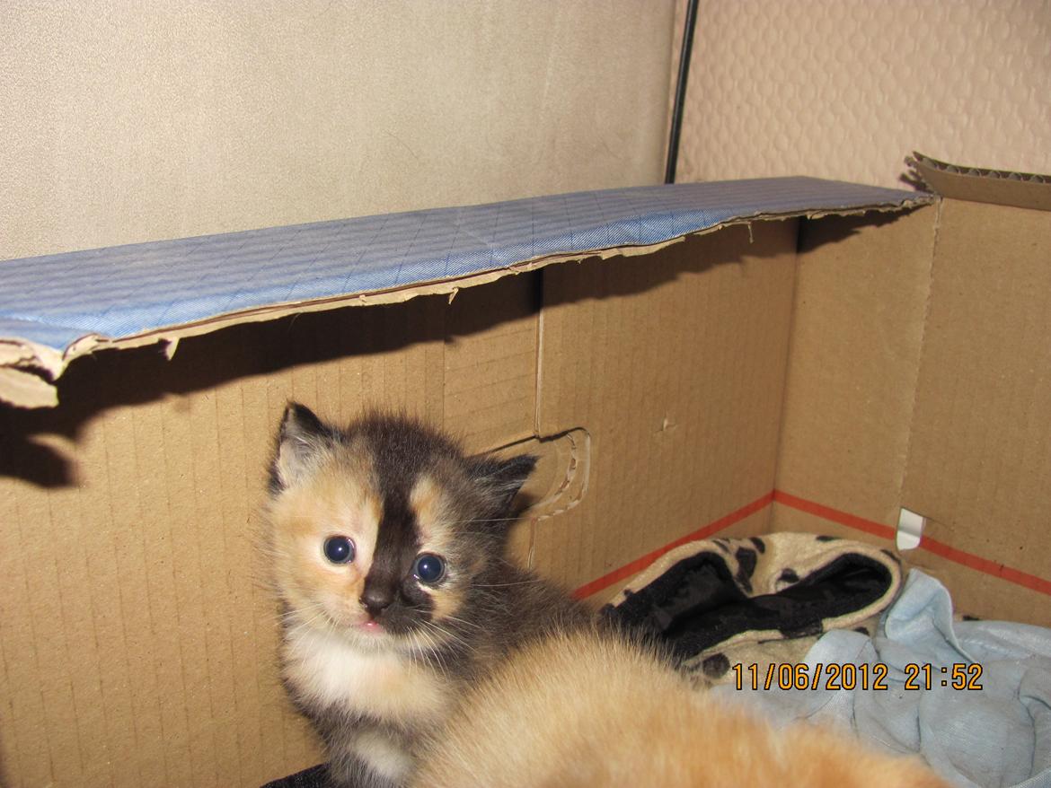 Huskat Maggie billede 1