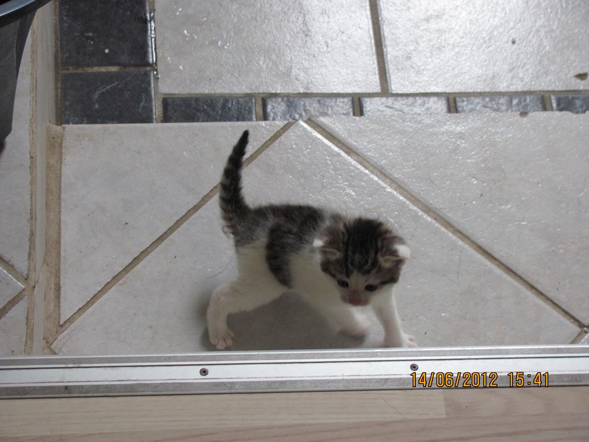 Huskat Kira billede 10